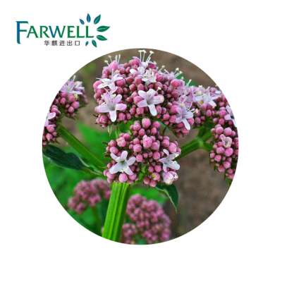 Farwell 100% CAS#8008-88-6 Essential Oil Natural Valerian Oil